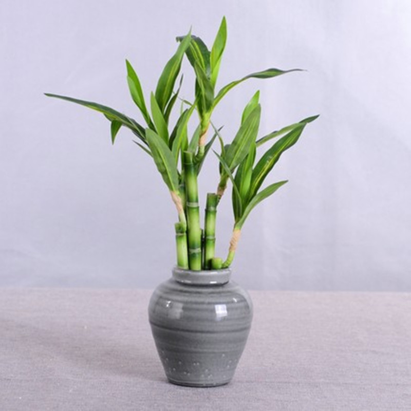 New 40cm rFtificial Lucky Bamb - Echeveria Succulent บทวิจารณ์และราคา