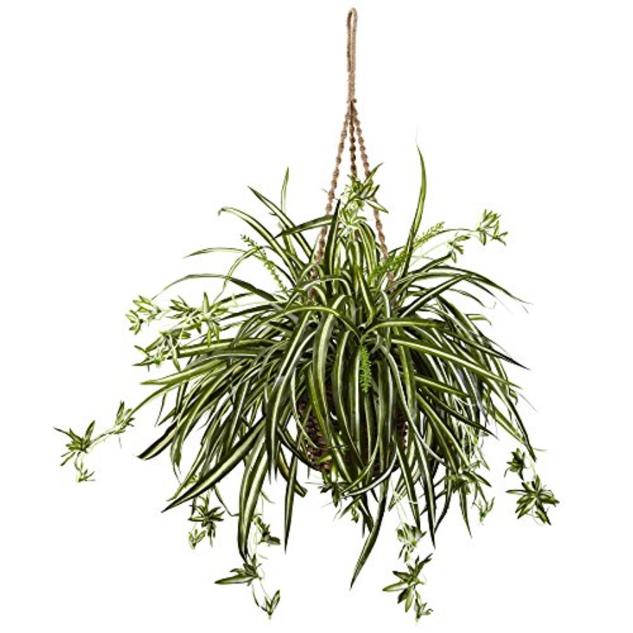 Spider Plant Hanging Basket fo - Spider Plant Hanging บทวิจารณ์และราคา