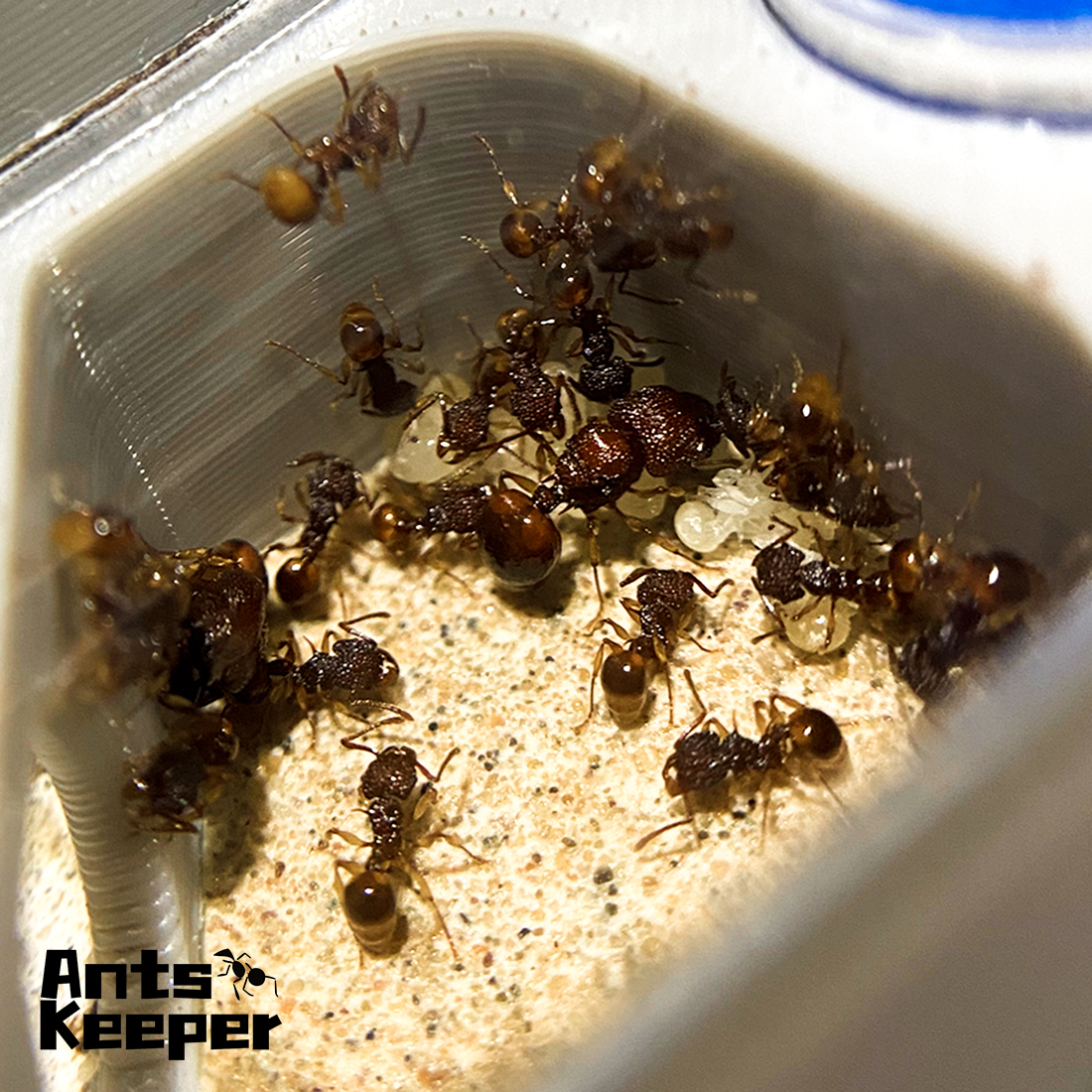 【Basic Farm】Ants Farm with Wat - Begonia Rex บทวิจารณ์และราคา