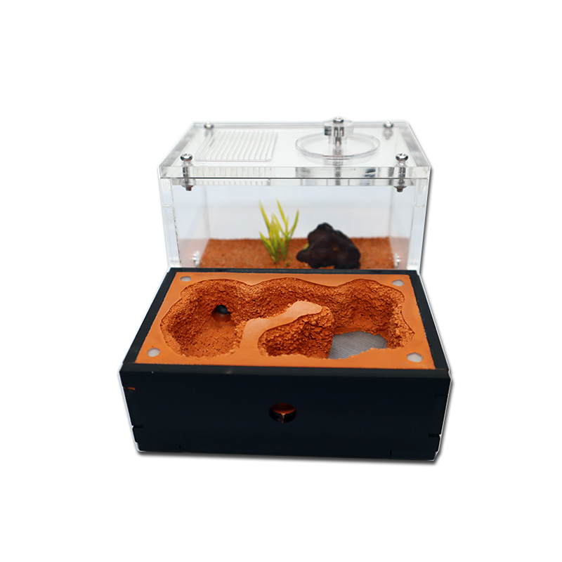Yellow Soil Ant Farm with Exte - Begonia Rex บทวิจารณ์และราคา