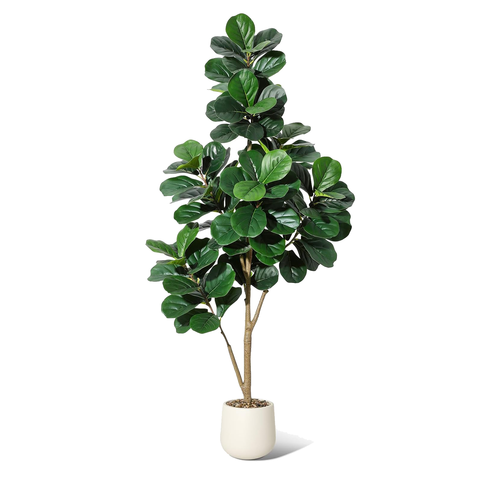 4-7 FT Fiddle Leaf Fig Tree Ar - Ficus Lyrata Tree บทวิจารณ์และราคา