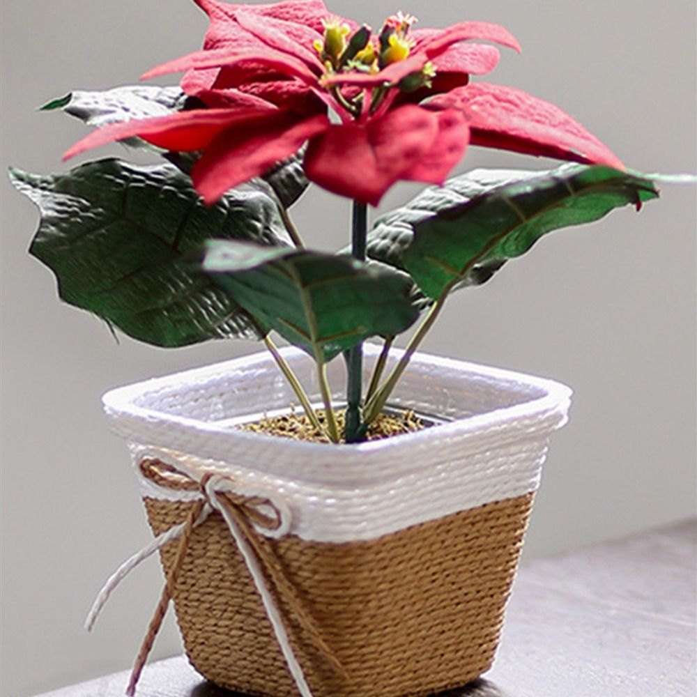 Paper Rope Braided Braided Flo - Aloe Vera Pot บทวิจารณ์และราคา