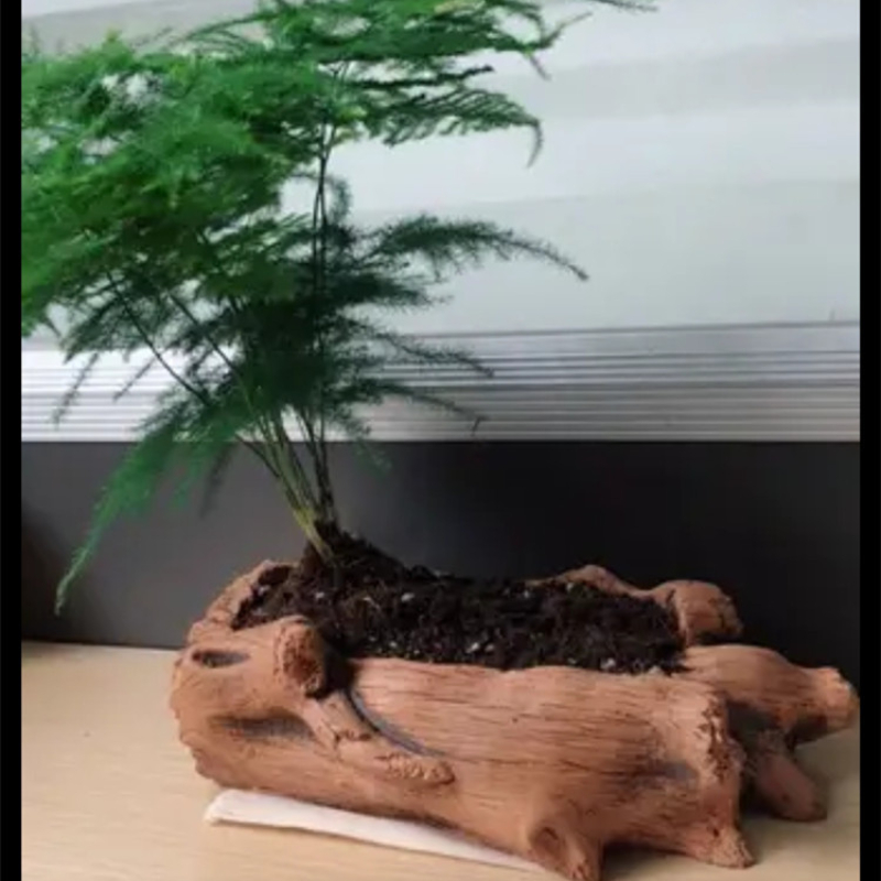 Imitation Wooden Stakes Tree R - Echeveria Succulent บทวิจารณ์และราคา