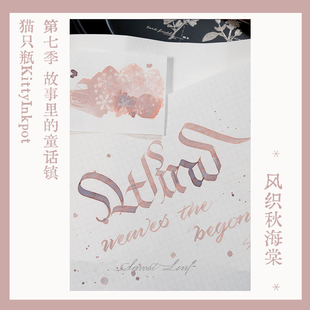 KittyInkpot Begonia Rex Color  - Begonia Rex บทวิจารณ์และราคา