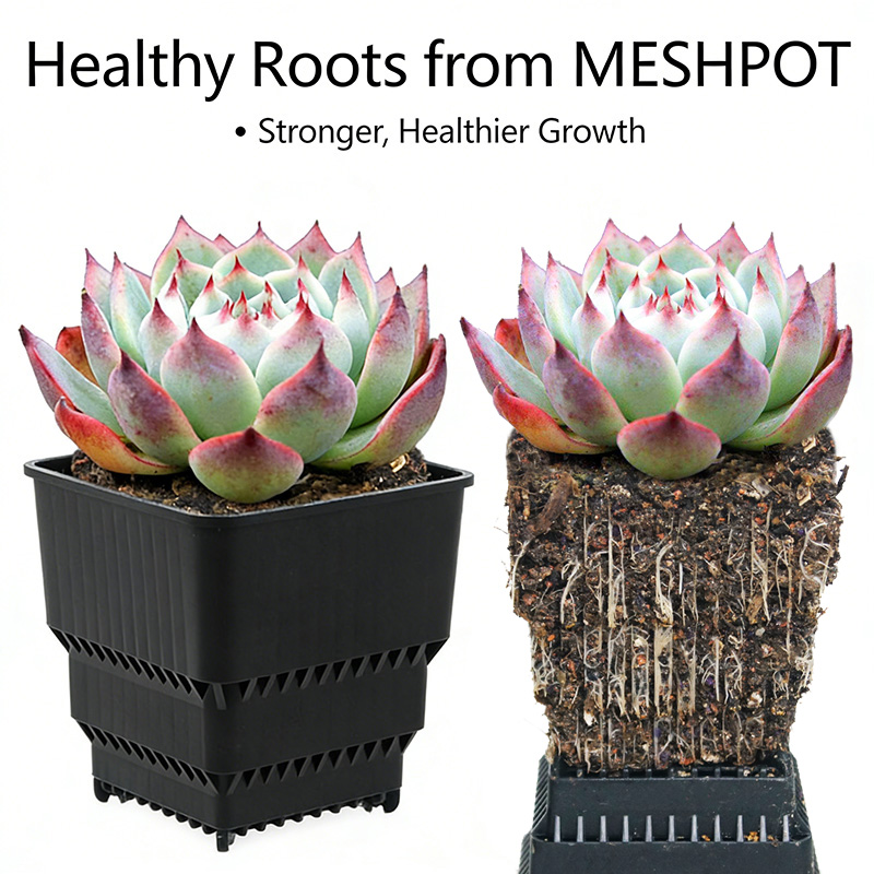 MESHPOT 6-Pack Square Pots for - Echeveria Succulent บทวิจารณ์และราคา