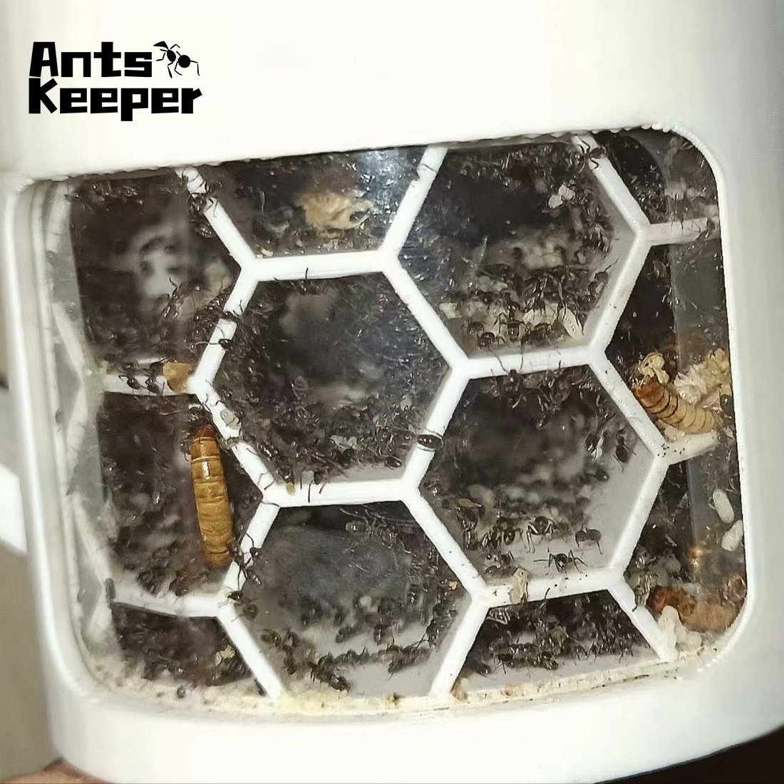 【Honeycomb】360 Degree Viewing  - Begonia Rex บทวิจารณ์และราคา