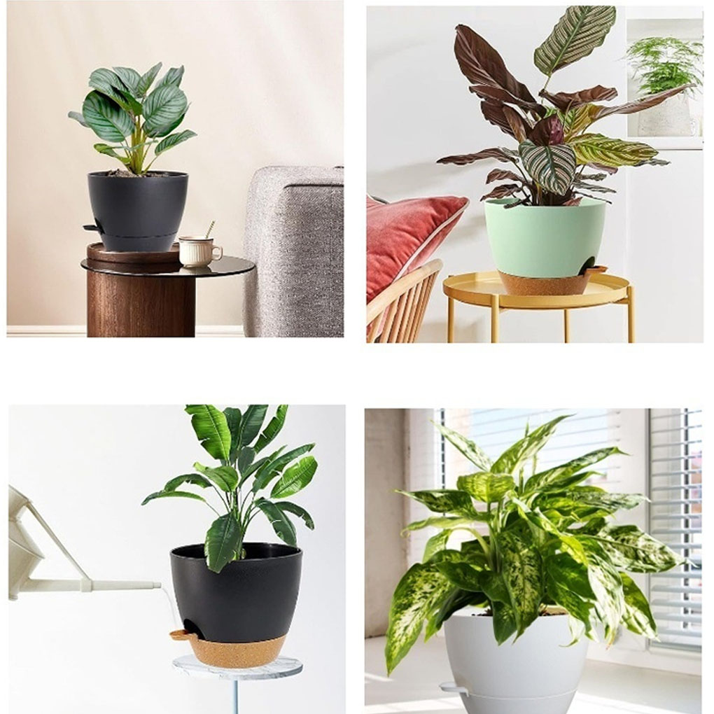 5piece Indoor Flower Pots With - Aloe Vera Pot บทวิจารณ์และราคา