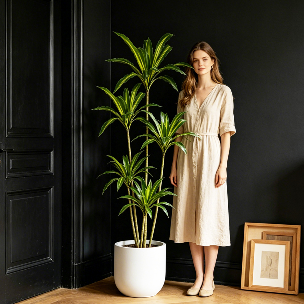 80-165cm Large Artifcial Draca - Dracaena Marginata บทวิจารณ์และราคา