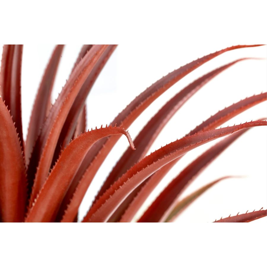Hyper Realistic Big Red Artifi - Aloe Vera Pot บทวิจารณ์และราคา