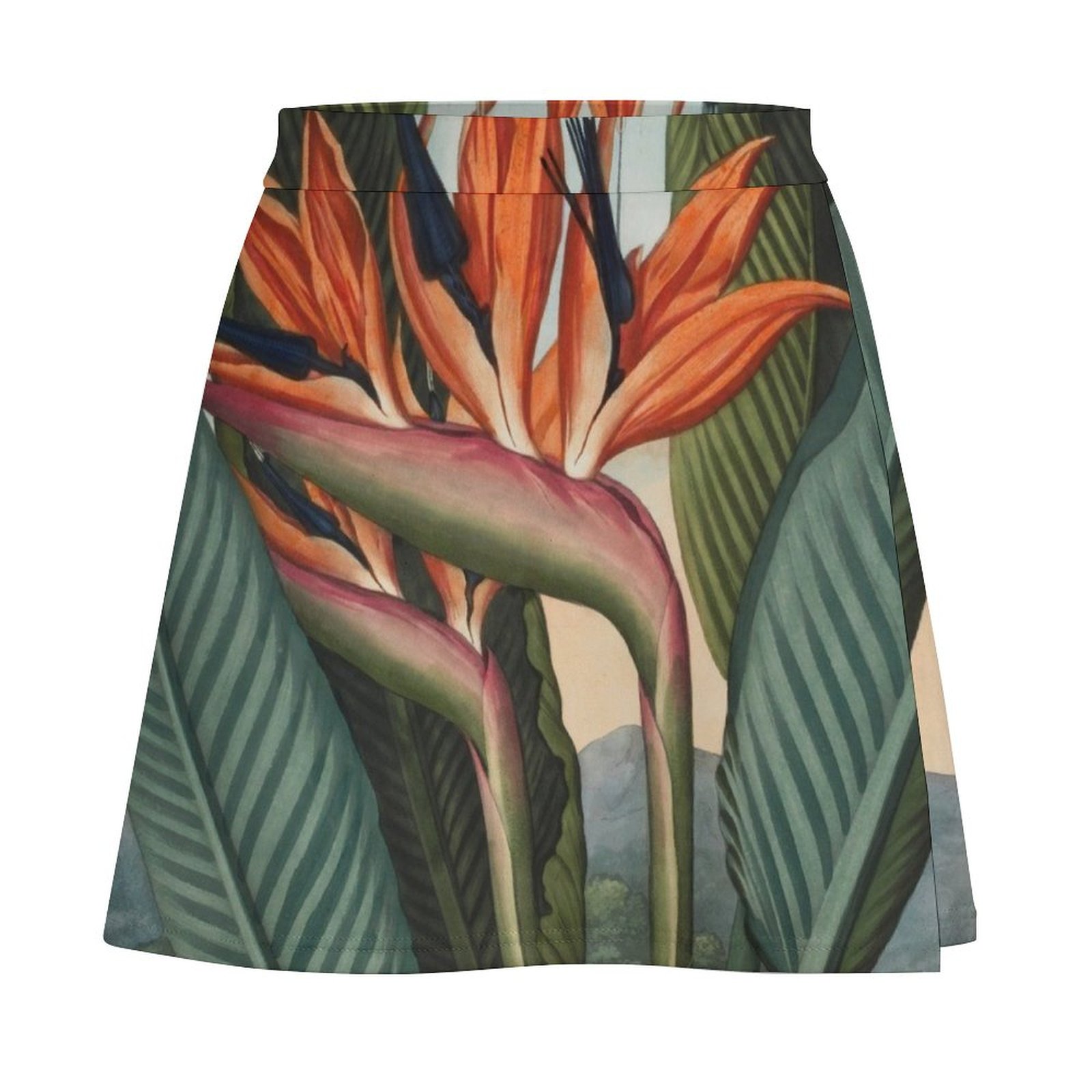Botanical illustration: Bird o - Bird Paradise Strelitzia บทวิจารณ์และราคา