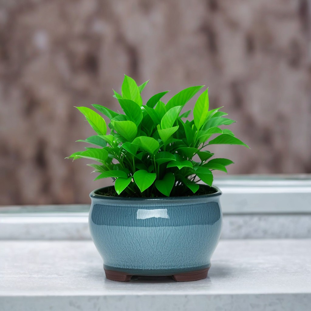 Ceramic Garden Planter Pots Ce - Aloe Vera Pot บทวิจารณ์และราคา