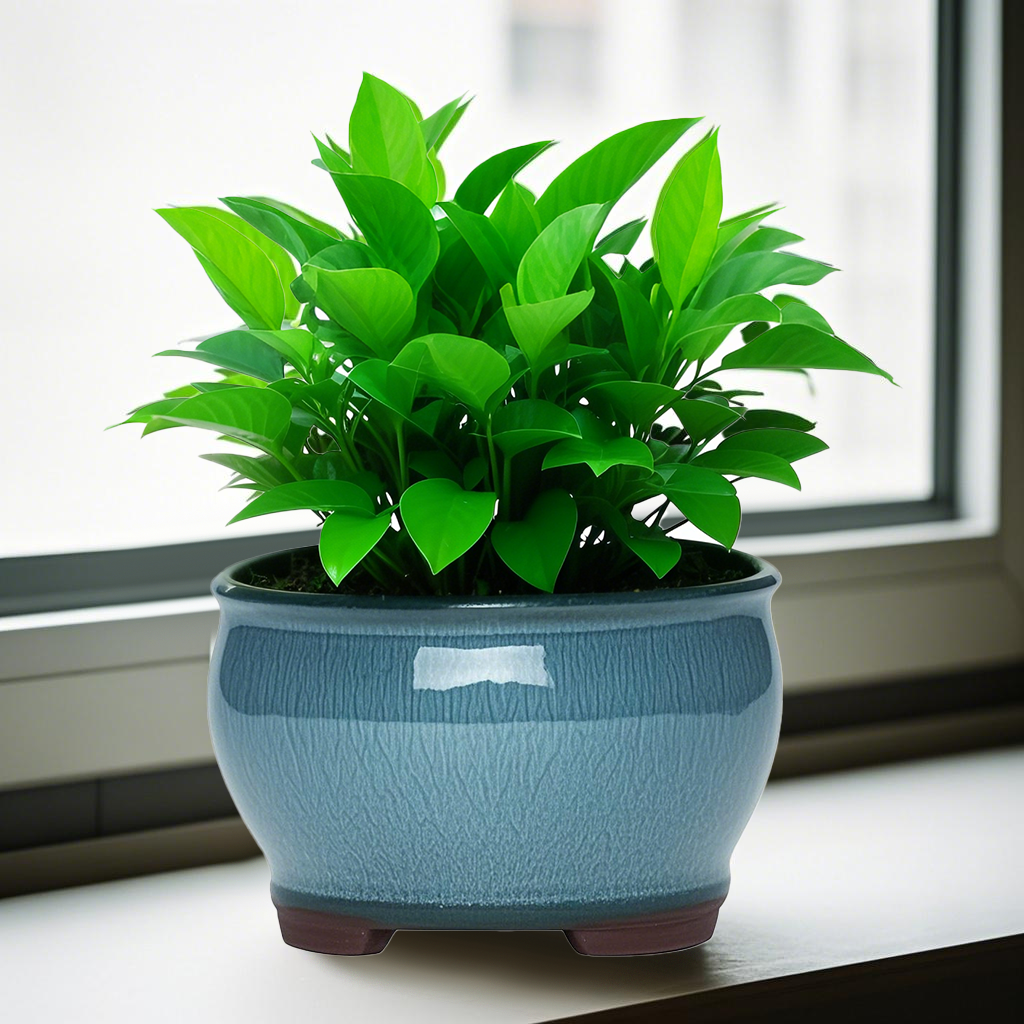 Ceramic Garden Planter Pots Ce - Aloe Vera Pot บทวิจารณ์และราคา