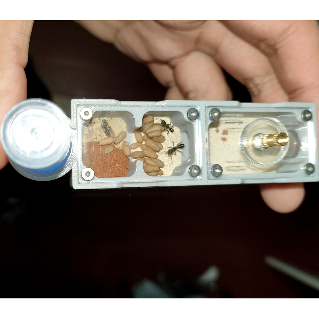 【Truck】Ant Farm for Ants keepe - Begonia Rex บทวิจารณ์และราคา